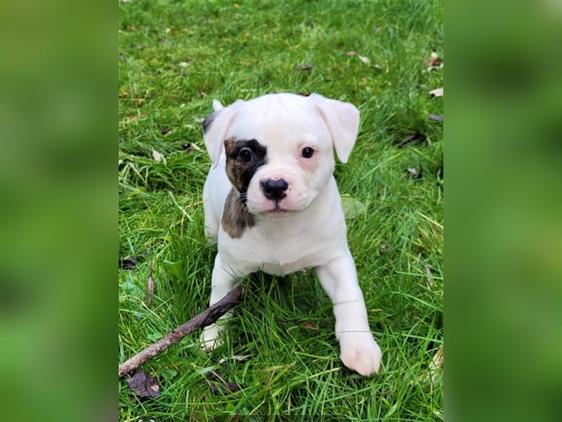 Sehr schöne reinrassige American Bulldog Welpen suchen ein neues Zuhause