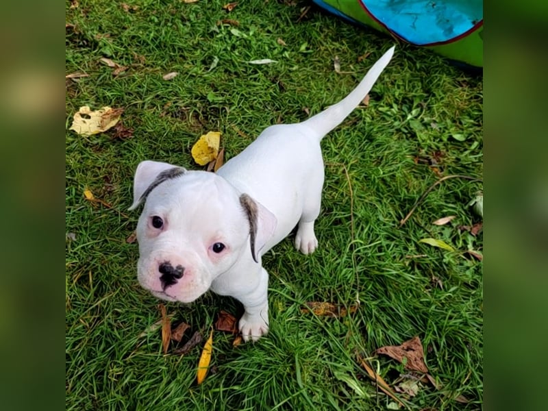 American Bulldog Welpen