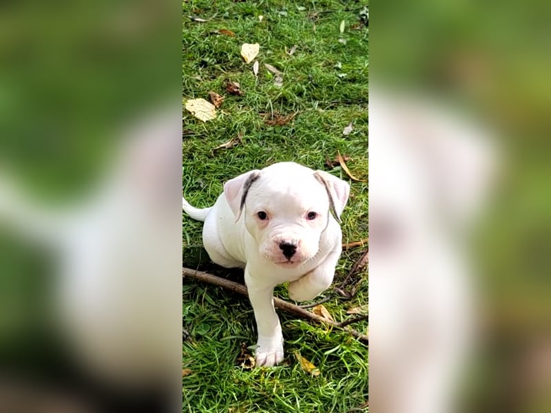 American Bulldog Welpe