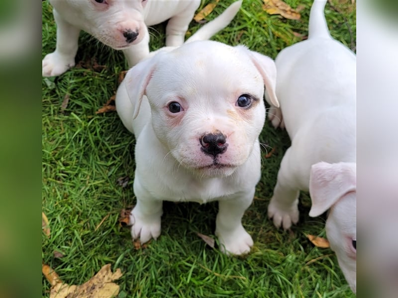 American Bulldog Welpe