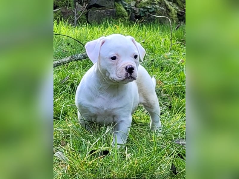 American Bulldog Welpen