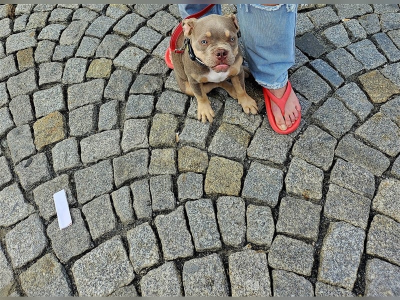 Französische Bulldogge mix