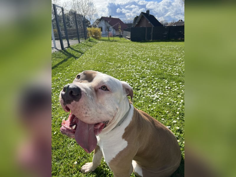 American Bulldogg Hündin