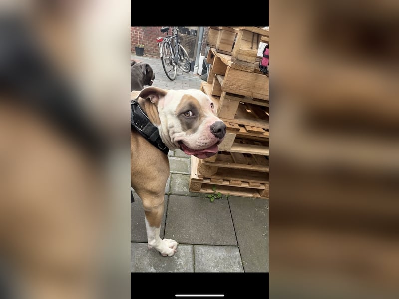 American Bulldogg Hündin