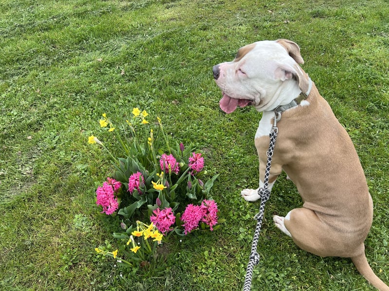 American Bulldogg Hündin