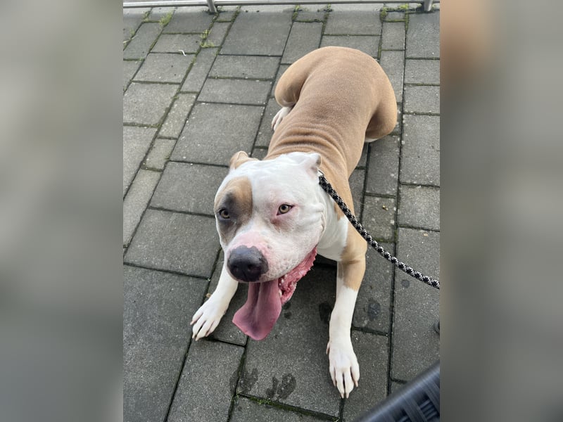 American Bulldogg Hündin