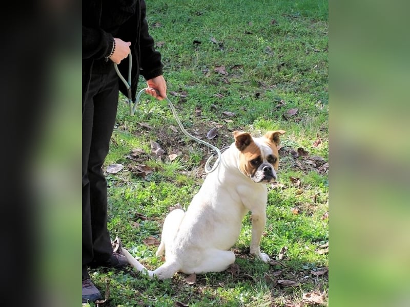 Nereida - Hübsche Bulldoggen-Dame sucht Sportpartner