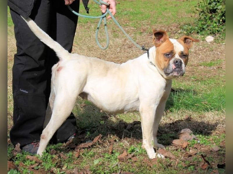 Nereida - Hübsche Bulldoggen-Dame sucht Sportpartner