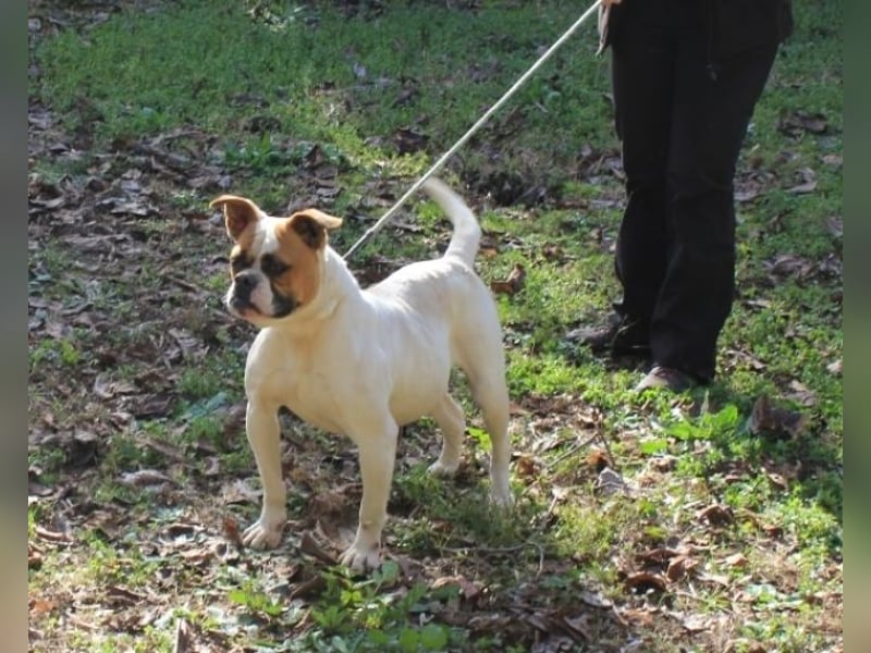 Nereida - Hübsche Bulldoggen-Dame sucht Sportpartner