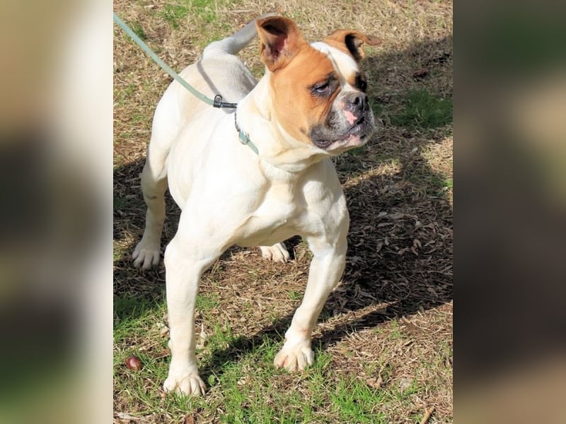 Nereida - Hübsche Bulldoggen-Dame sucht Sportpartner