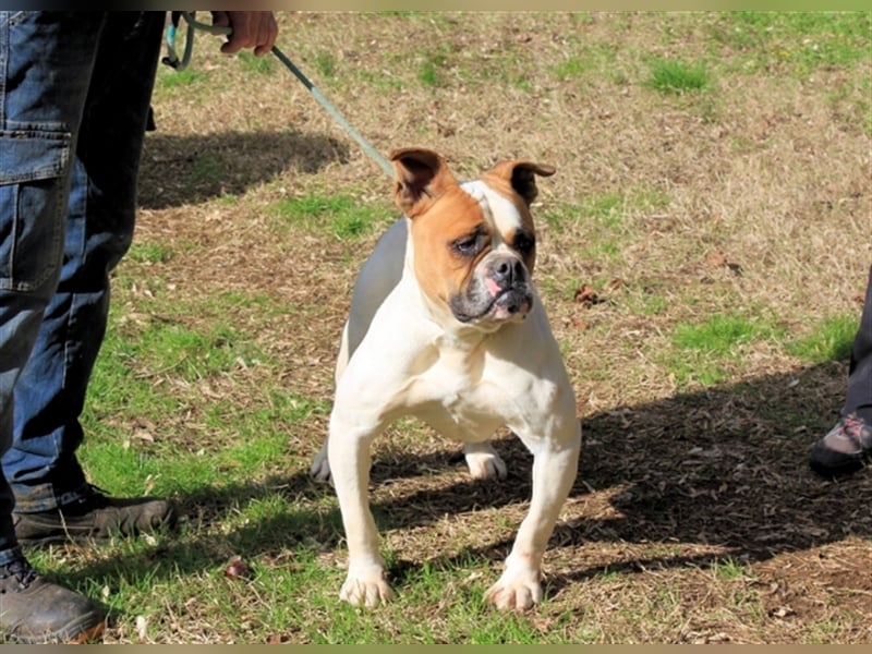 Nereida - Hübsche Bulldoggen-Dame sucht Sportpartner