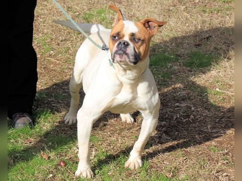 Nereida - Hübsche Bulldoggen-Dame sucht Sportpartner
