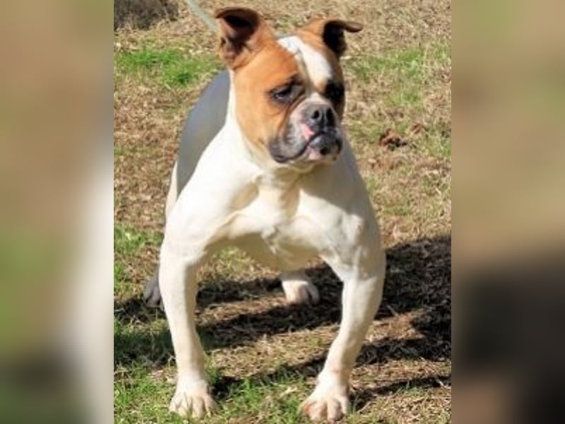 Nereida - Hübsche Bulldoggen-Dame sucht Sportpartner