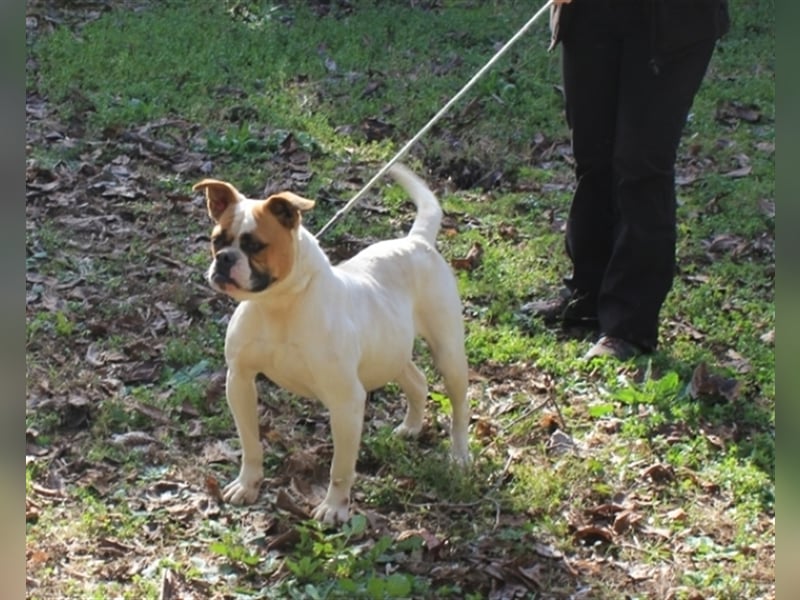 Nereida - Hübsche Bulldoggen-Dame sucht Sportpartner