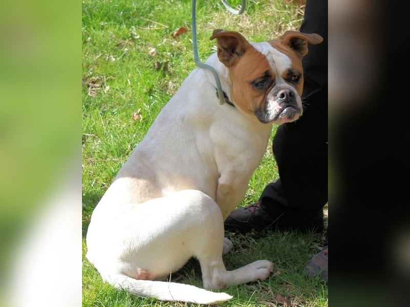 Nereida - Hübsche Bulldoggen-Dame sucht Sportpartner