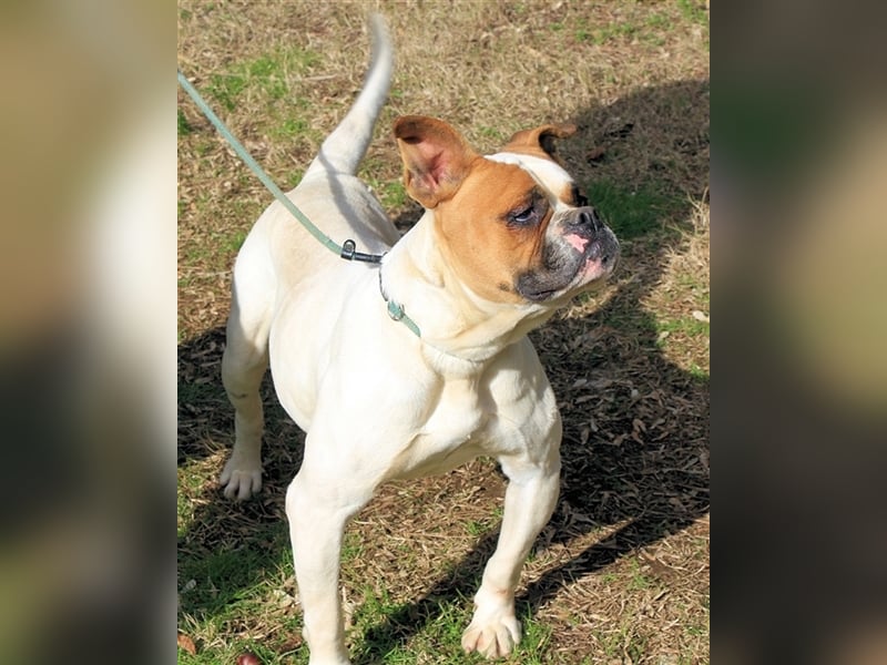 Nereida - Hübsche Bulldoggen-Dame sucht Sportpartner