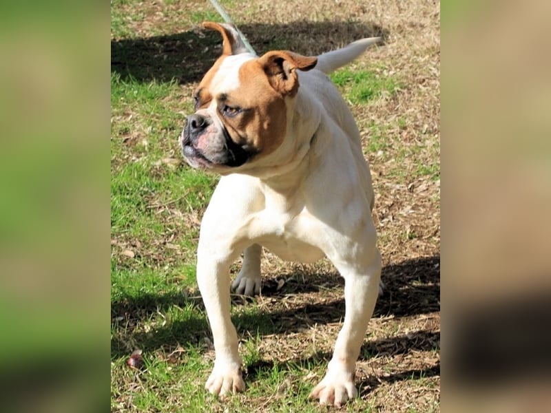Nereida - Hübsche Bulldoggen-Dame sucht Sportpartner