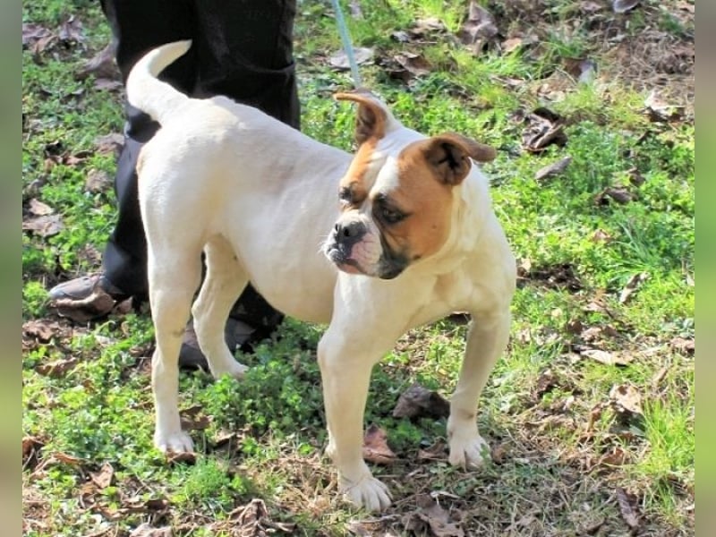 Nereida - Hübsche Bulldoggen-Dame sucht Sportpartner