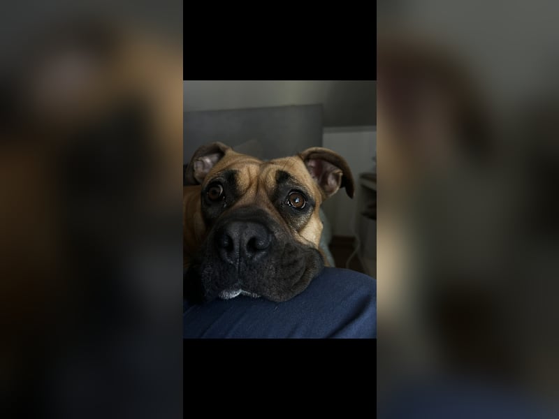 Boxer american Bulldog mix
