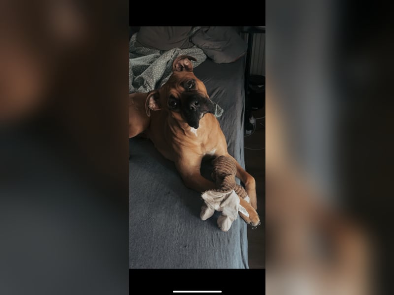 Boxer american Bulldog mix