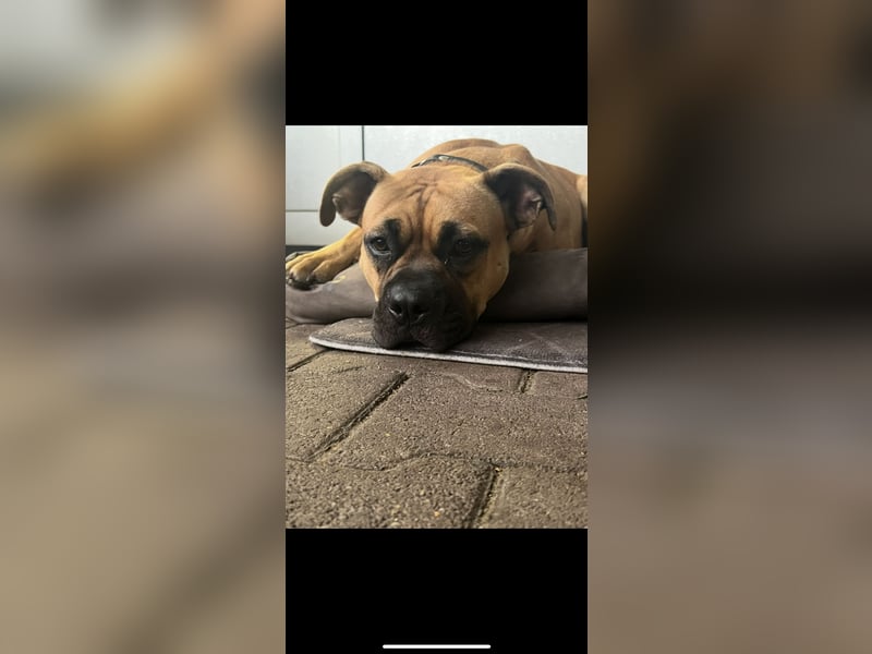 Boxer american Bulldog mix