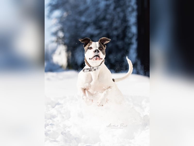 Tolle American Bulldog Hündin