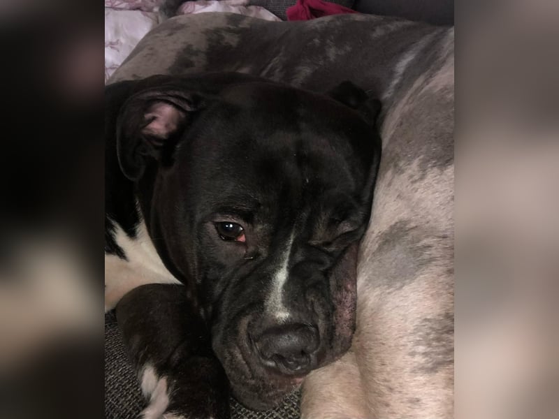 Cora sucht neues Zuhause