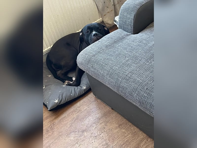 Cora sucht neues Zuhause