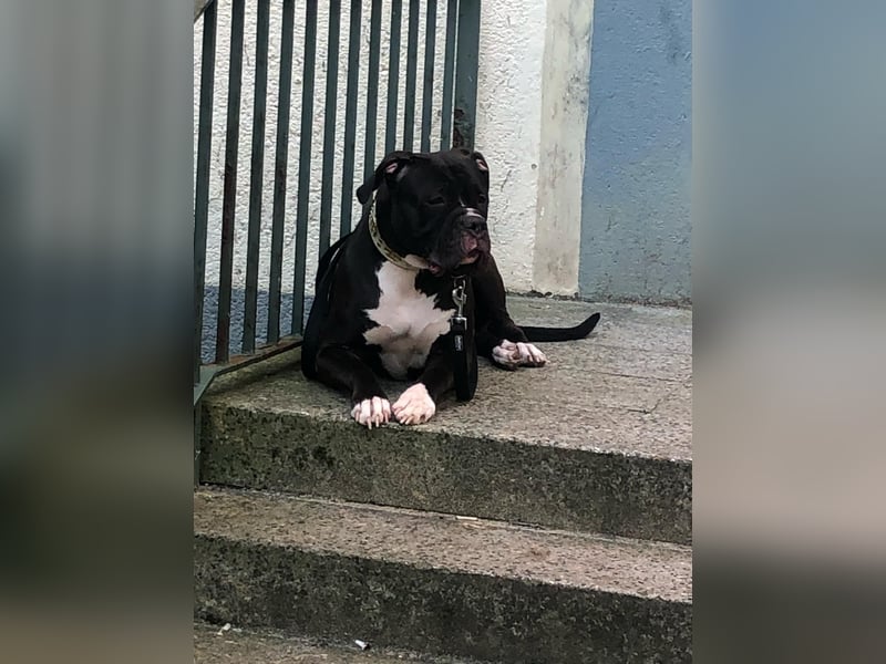 Cora sucht neues Zuhause