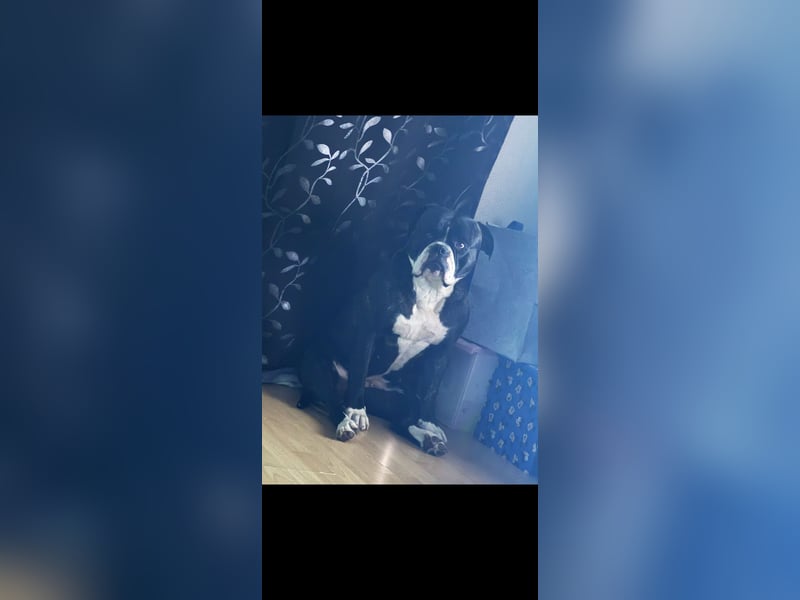 Kiss American Bulldog Zu verschenken!