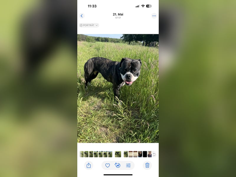 Kiss American Bulldog Zu verschenken!