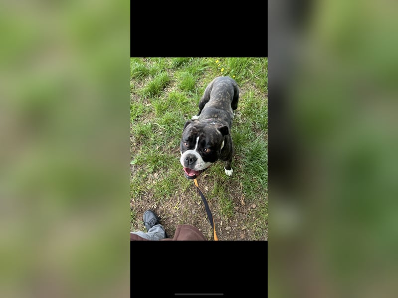 Kiss American Bulldog Zu verschenken!