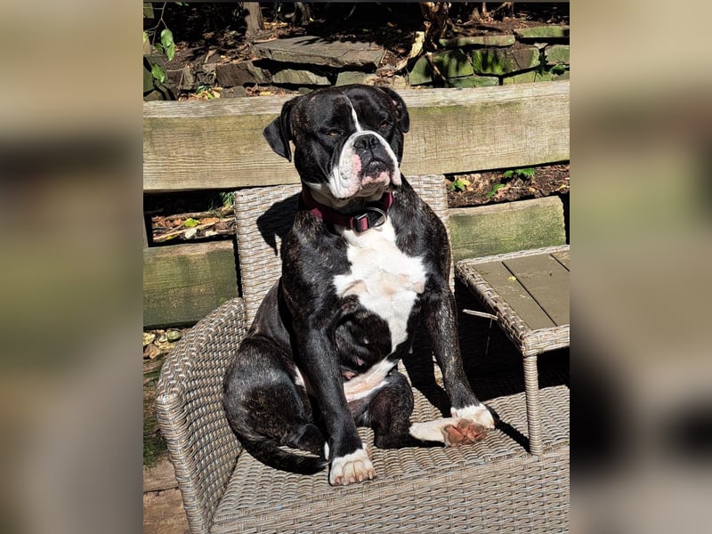 Kiss American Bulldog Zu verschenken!