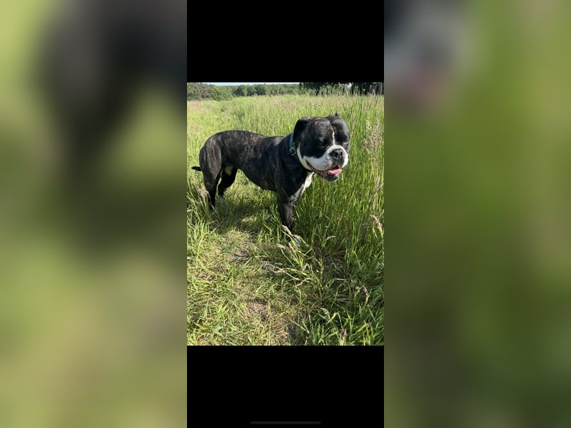 Kiss American Bulldog Zu verschenken!