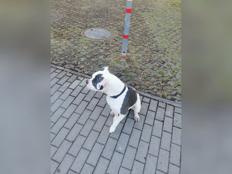 Amerikanische Bulldogge