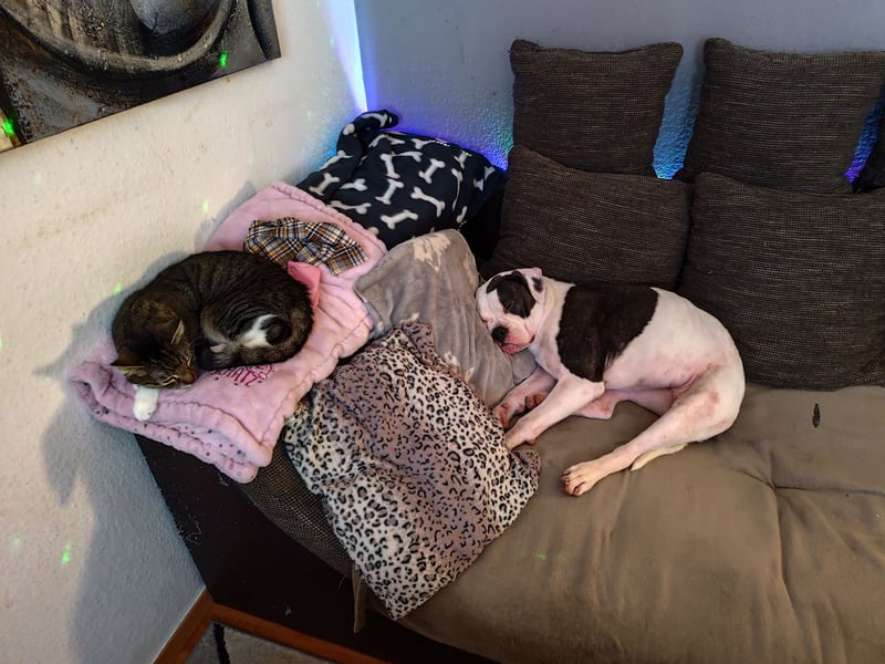 Amerikanische Bulldogge