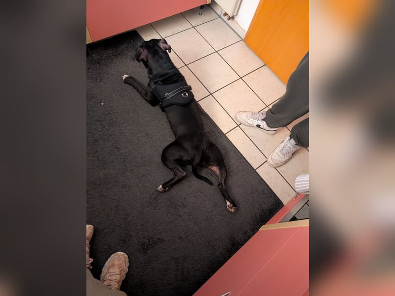 American Pitbull Mila