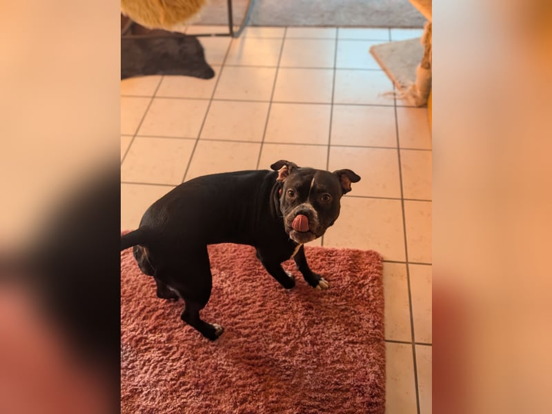 American Pitbull Mila