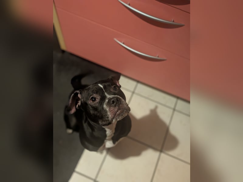 American Pitbull Mila