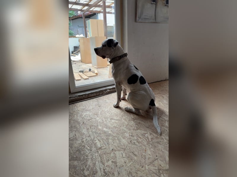 American-Bulldog mix