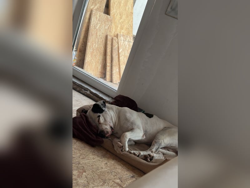 American-Bulldog mix