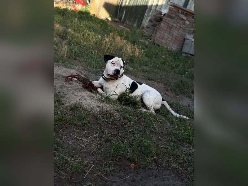 American-Bulldog mix