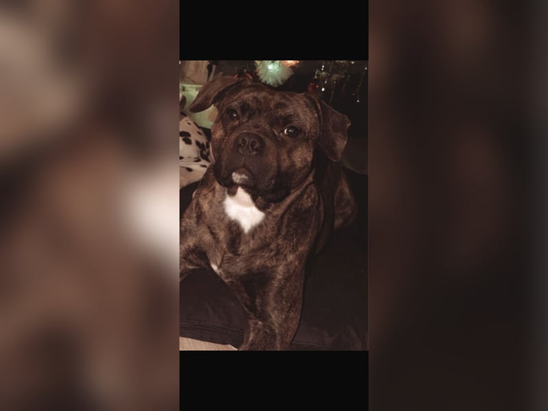 Schweren Herzens: Familienhund Tyson sucht neues Zuhau