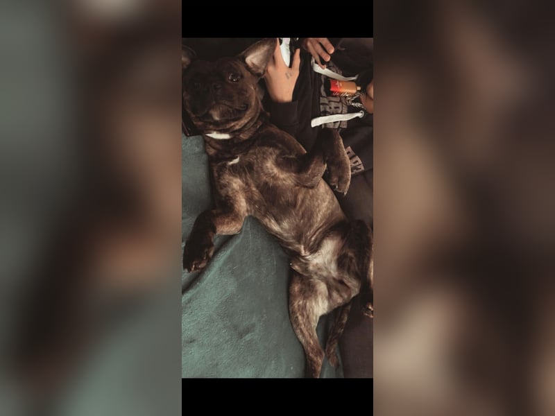 Schweren Herzens: Familienhund Tyson sucht neues Zuhau