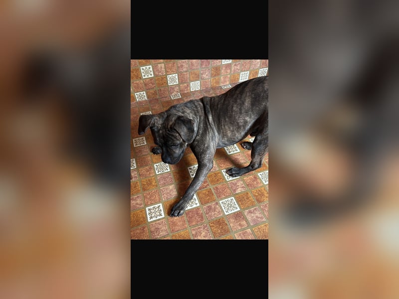 Schweren Herzens: Familienhund Tyson sucht neues Zuhau