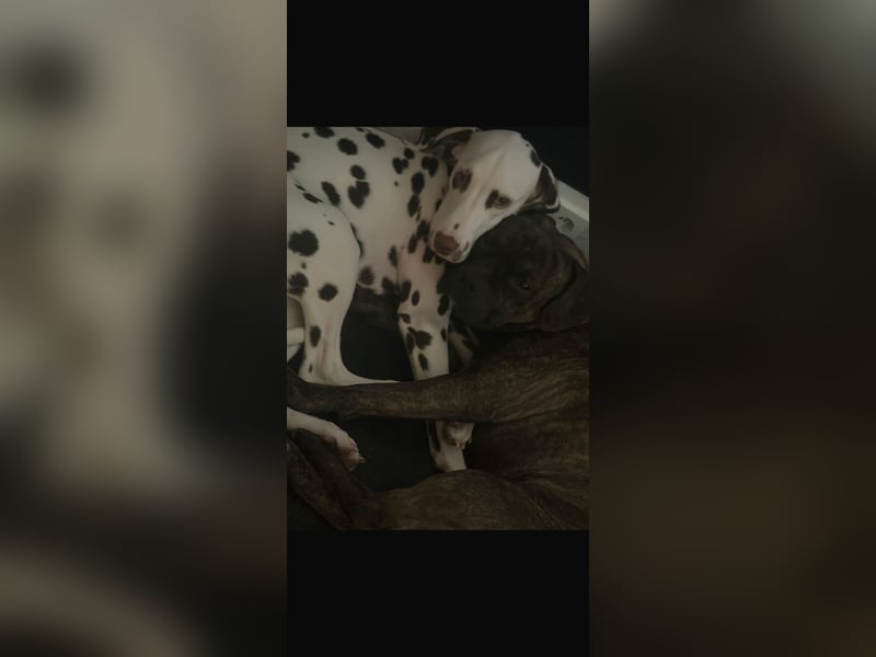 Schweren Herzens: Familienhund Tyson sucht neues Zuhau