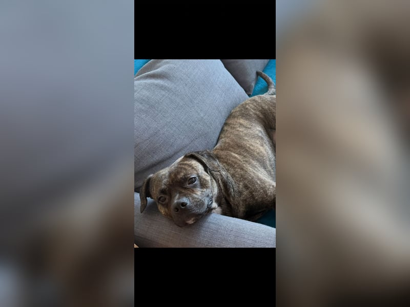 Schweren Herzens: Familienhund Tyson sucht neues Zuhau