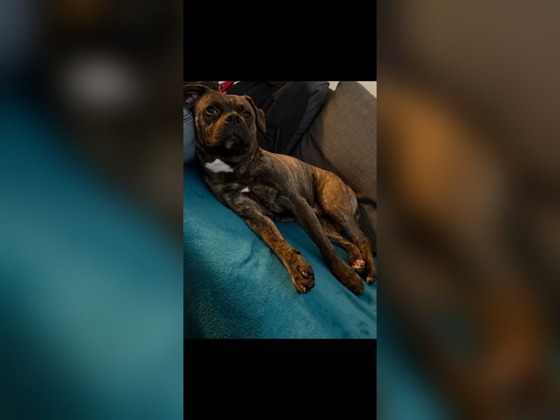 Schweren Herzens: Familienhund Tyson sucht neues Zuhau