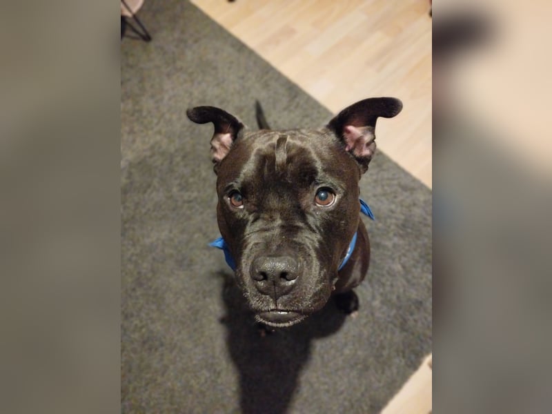 American Bulldog old english blueline Mix zu vergeben