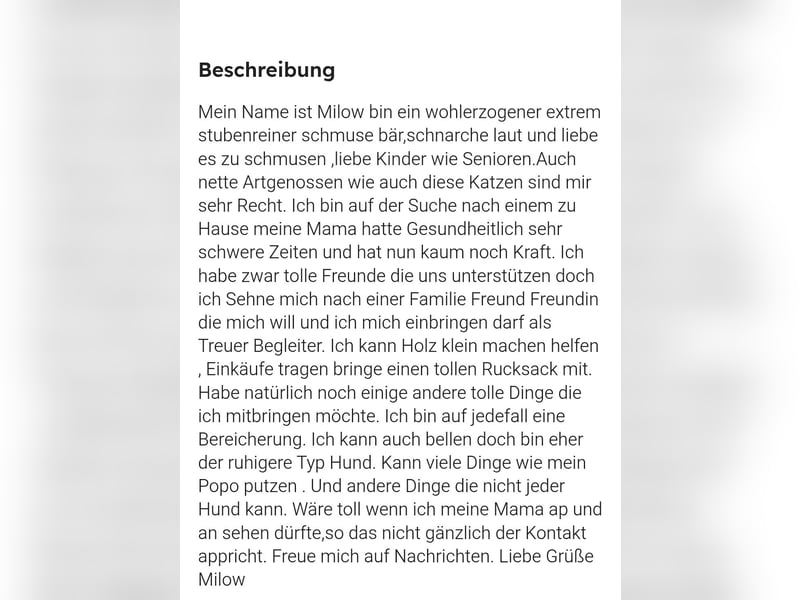 American Bulldog old english blueline Mix zu vergeben